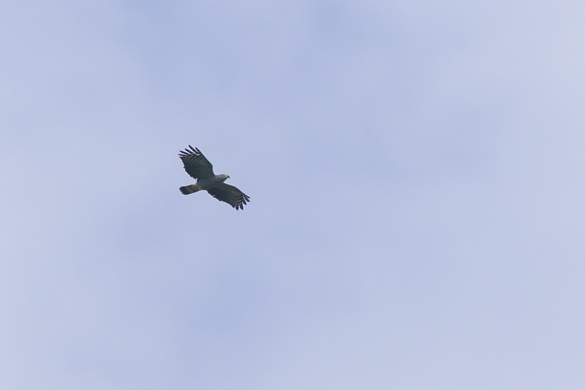 Hook-billed Kite - ML647822803
