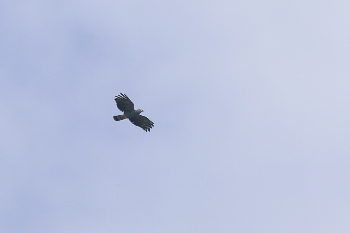 Hook-billed Kite - ML647822804