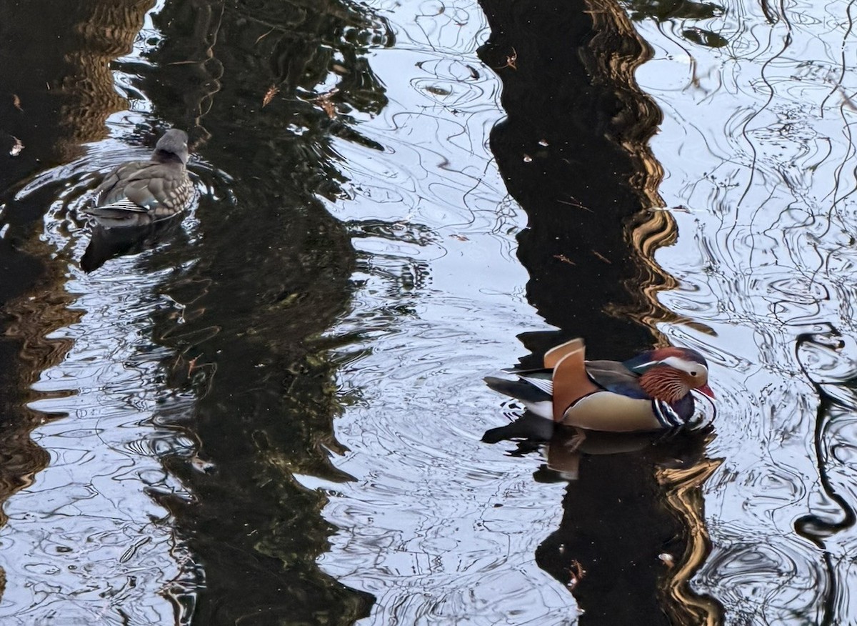 Mandarin Duck - ML647822822