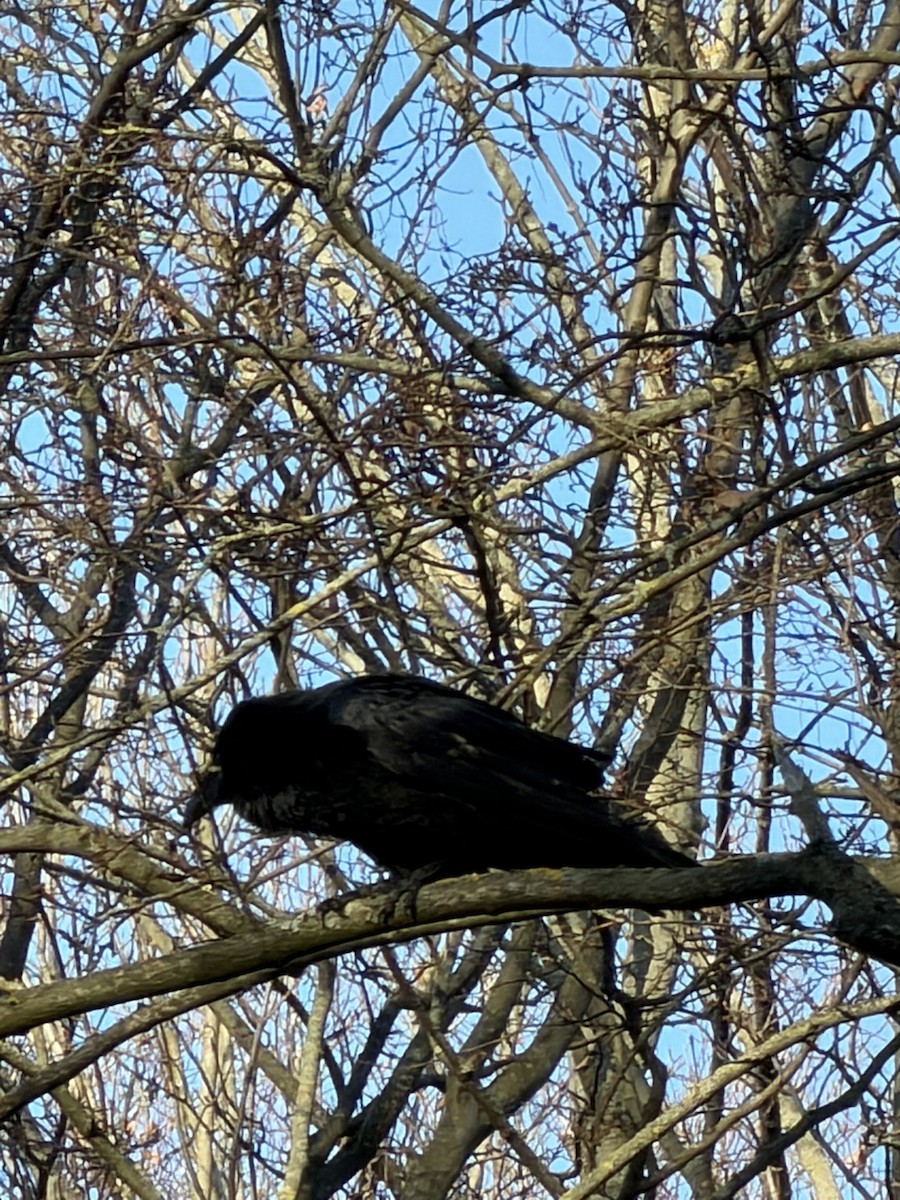 Kolkrabe - ML647822824