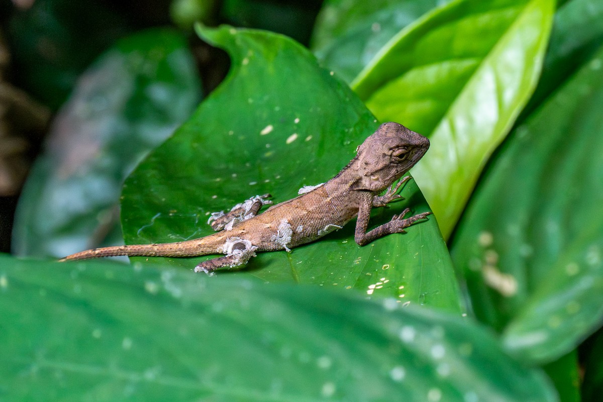 forest garden lizard - ML647822826