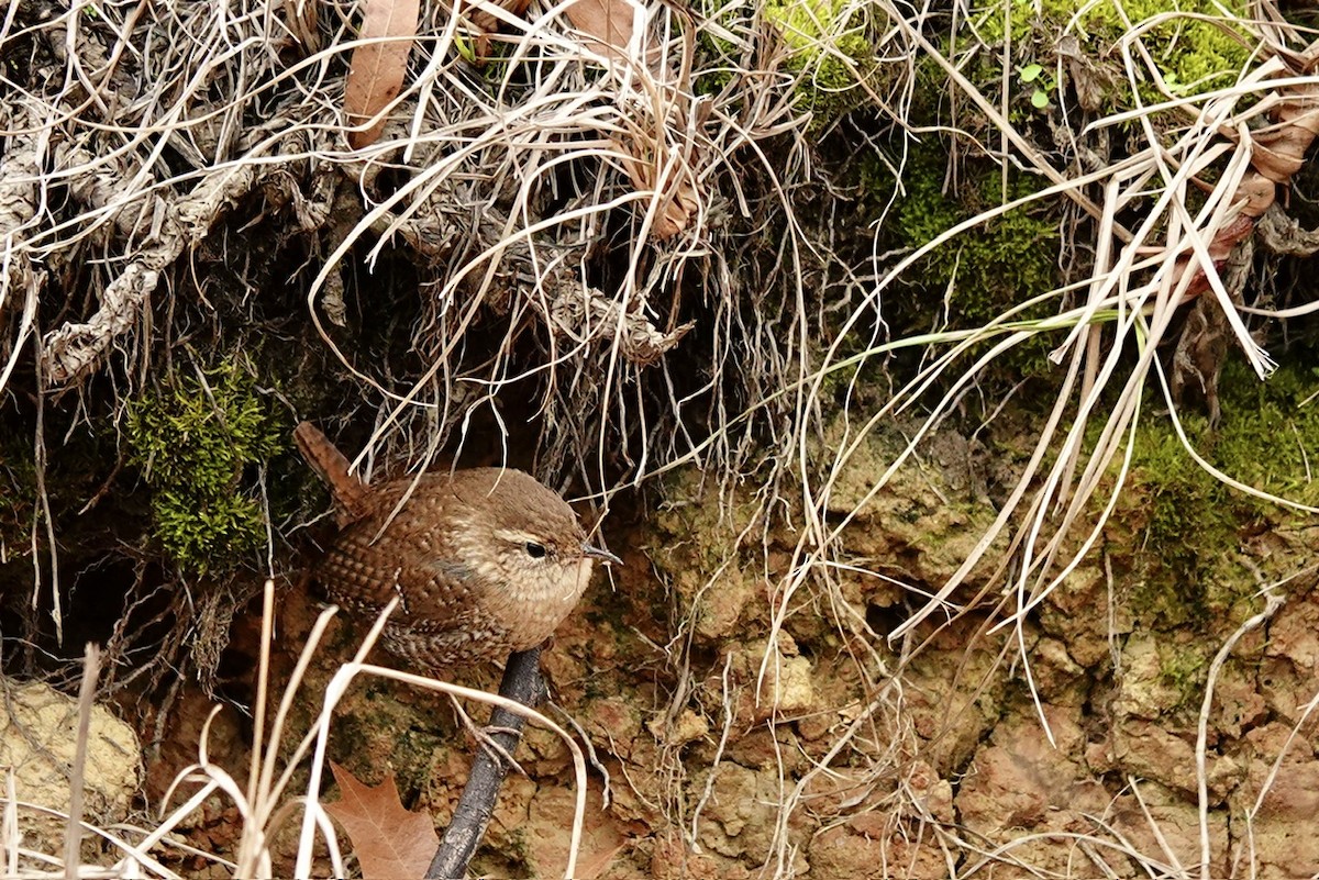 Winter Wren - ML647822828