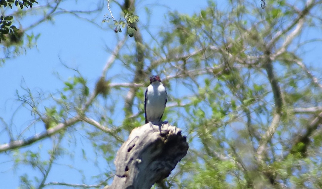 Black-tailed Tityra - ML647822839