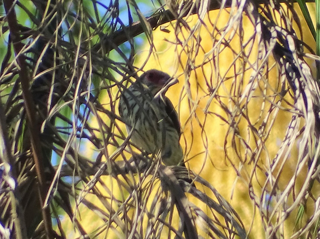 Black-tailed Tityra - ML647822840