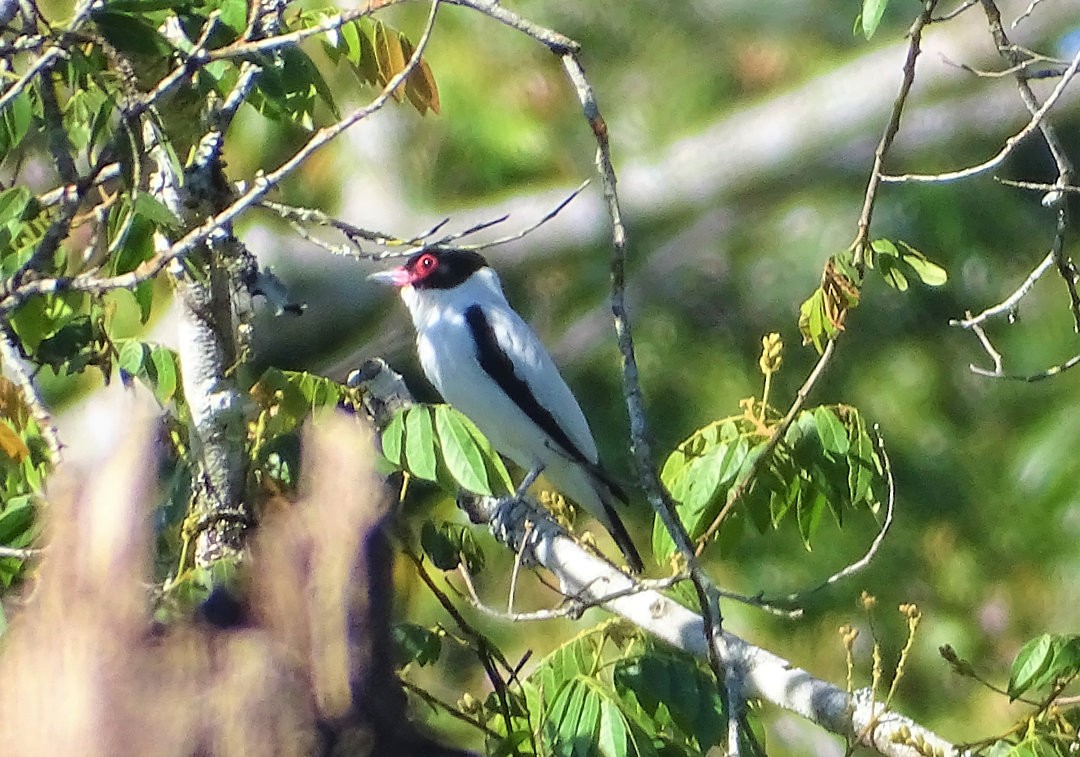 Black-tailed Tityra - ML647822841
