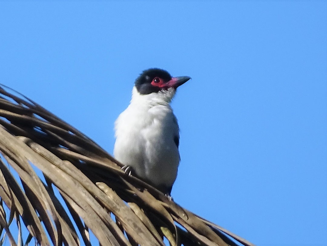 Black-tailed Tityra - ML647822842