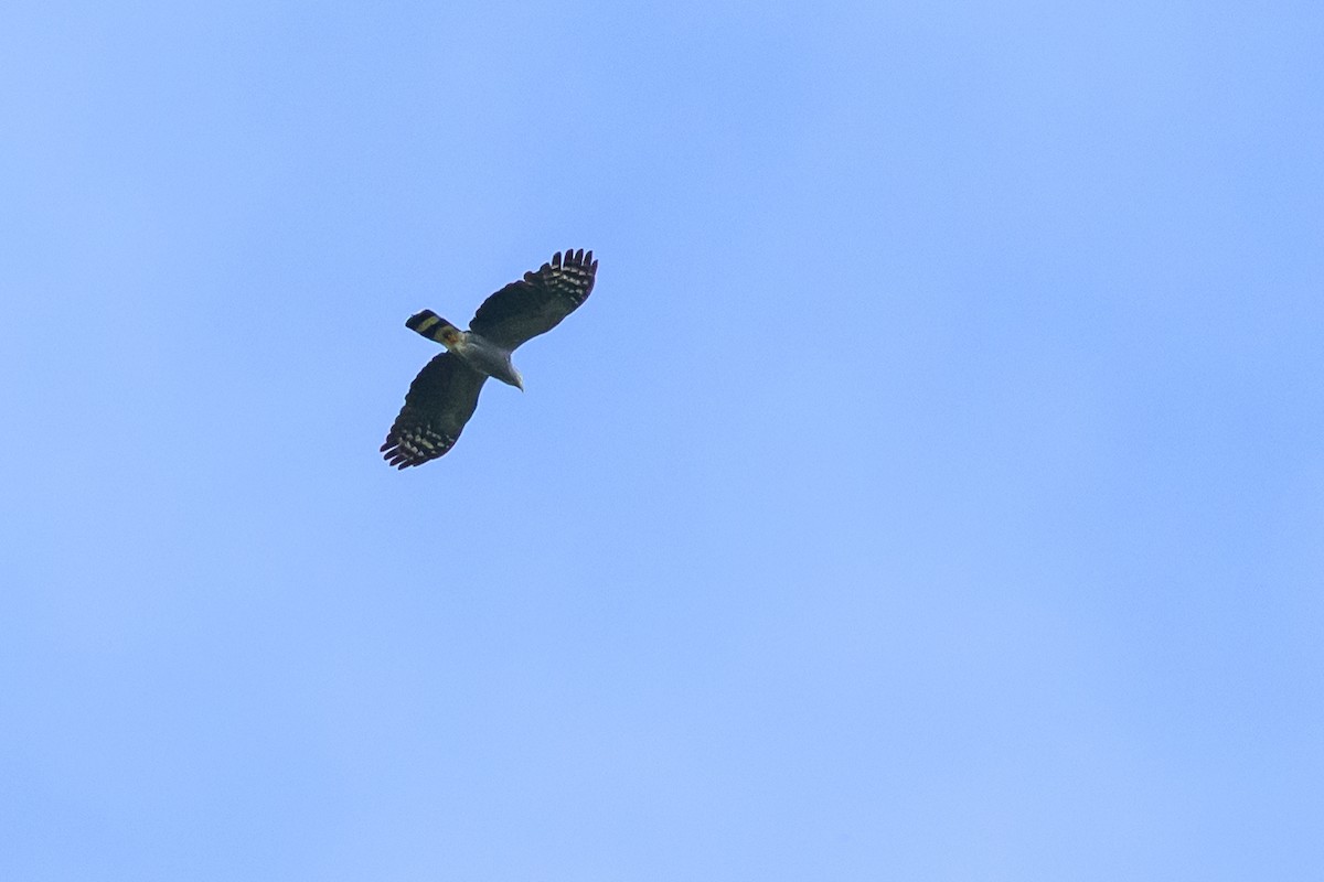 Hook-billed Kite - ML647822845