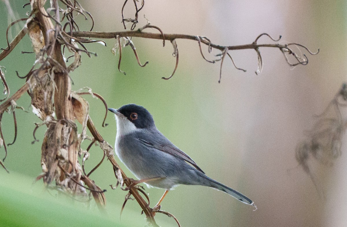 Txinbo burubeltza - ML647822863