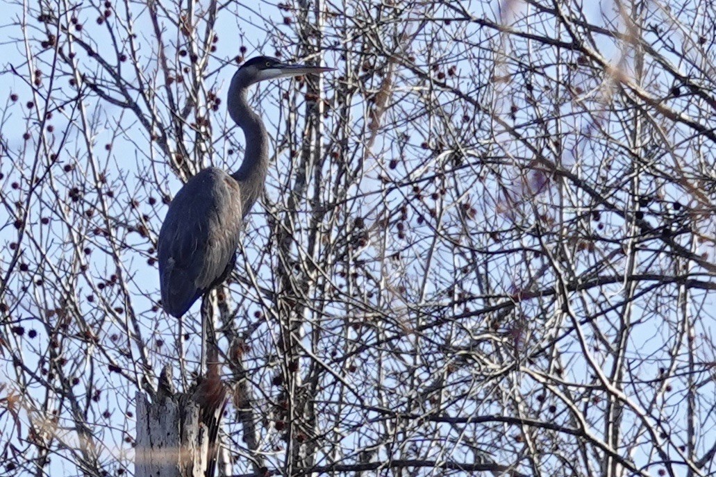 אנפה אמריקנית - ML647822872