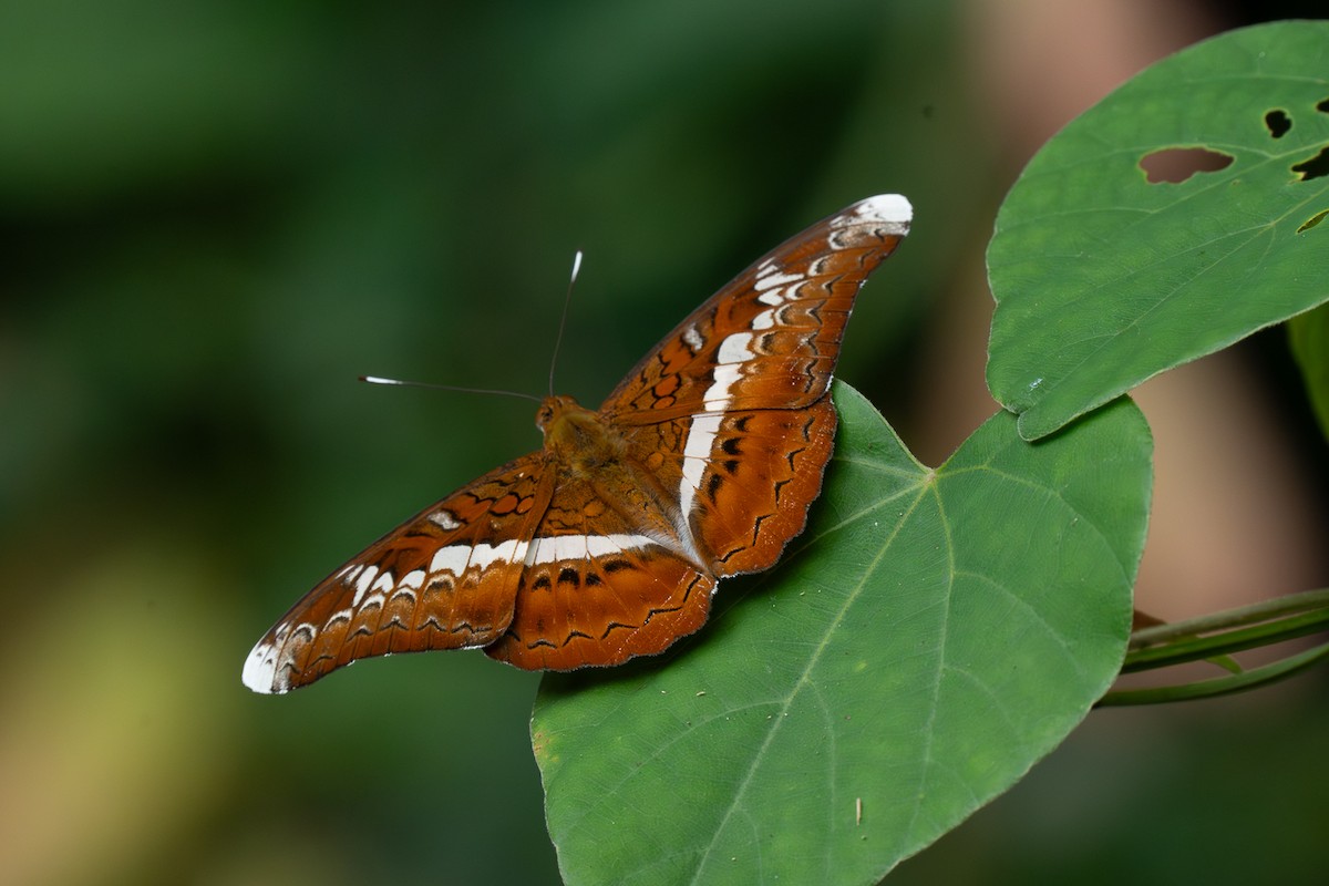 Knight - ML647822876