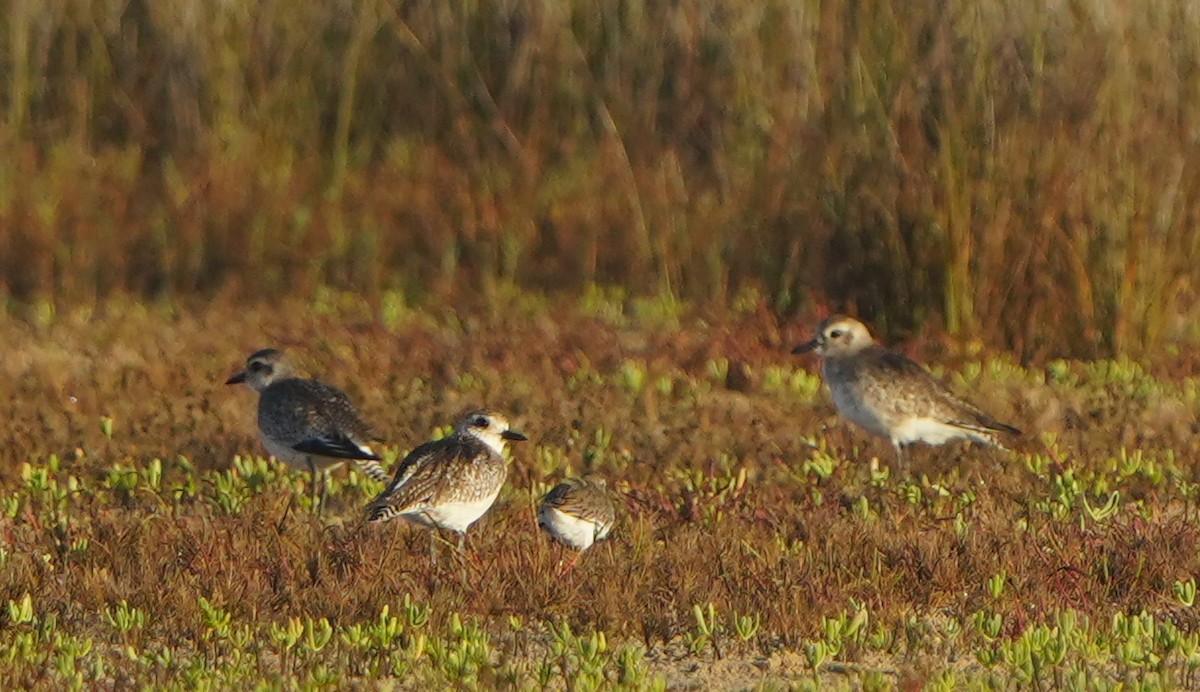 Chorlito Gris - ML647822879