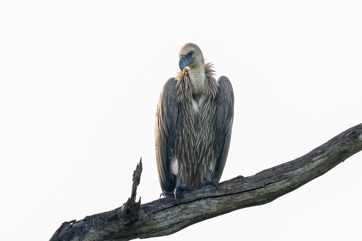 Ak Sırtlı Akbaba - ML647822880