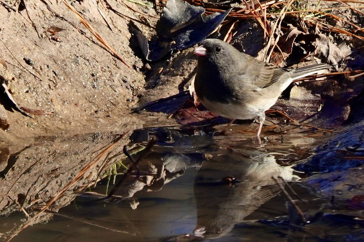 Dark-eyed Junco (Slate-colored) - ML647822884