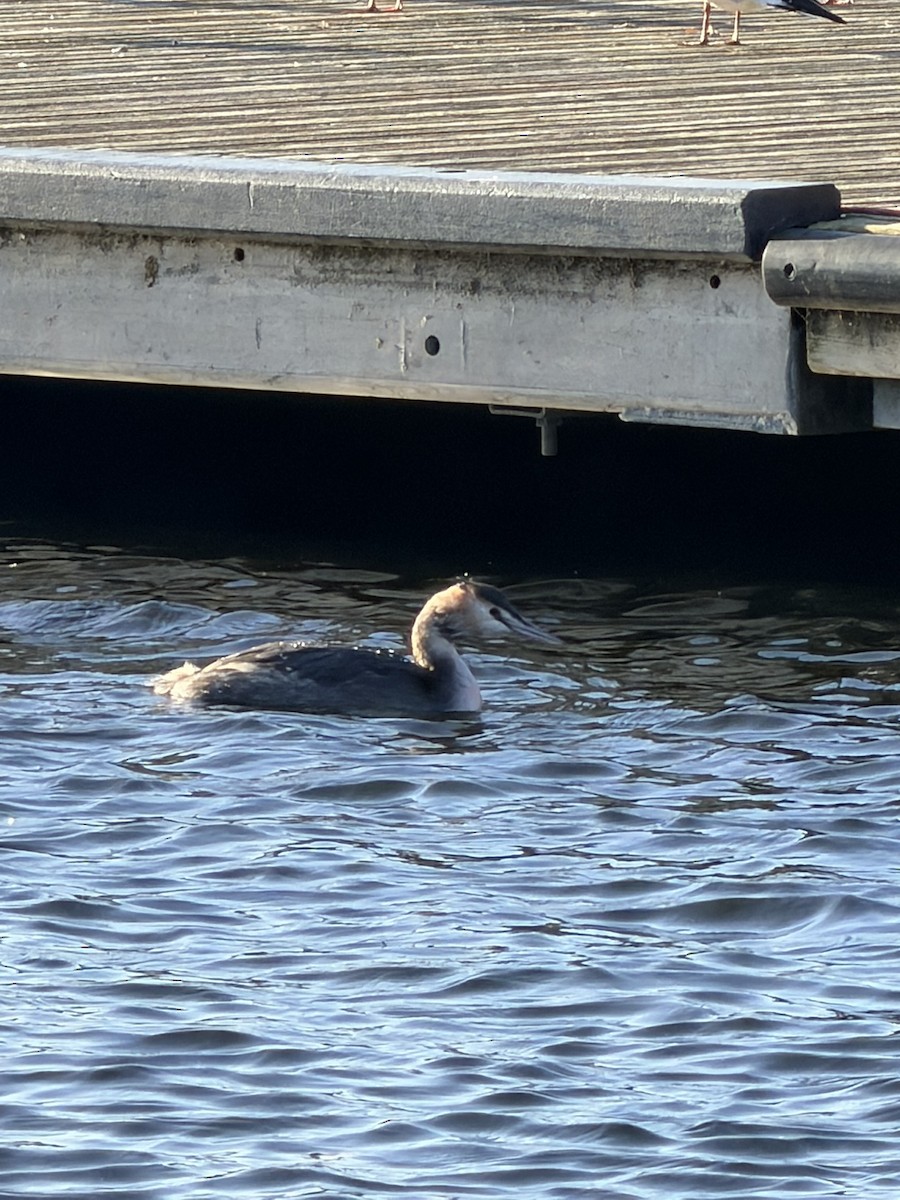 Great Crested Grebe - ML647822888