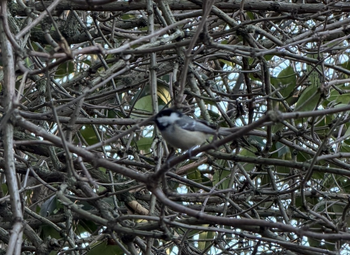 Coal Tit - ML647822890