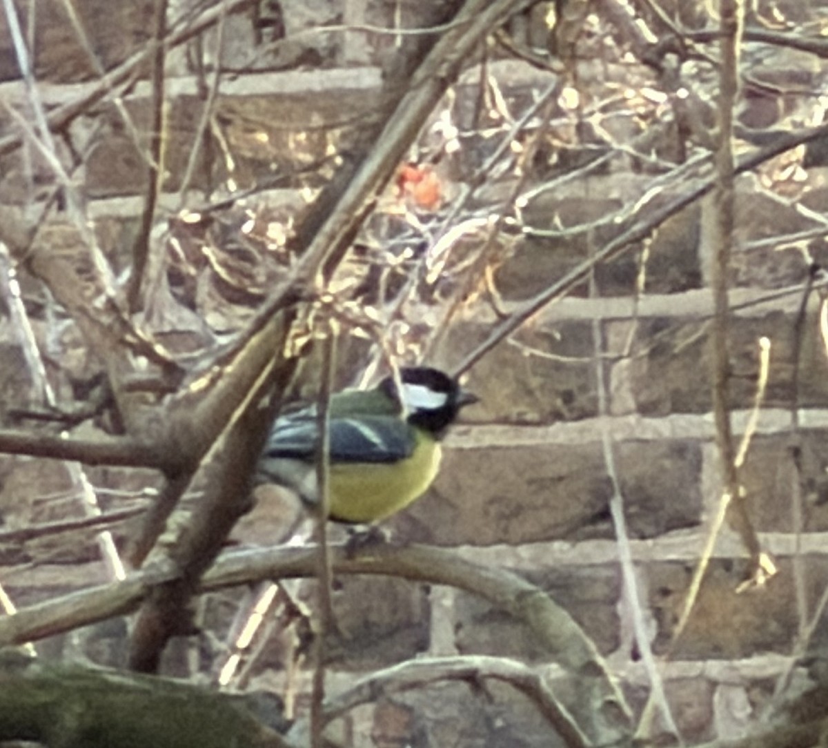 Great Tit - ML647822891
