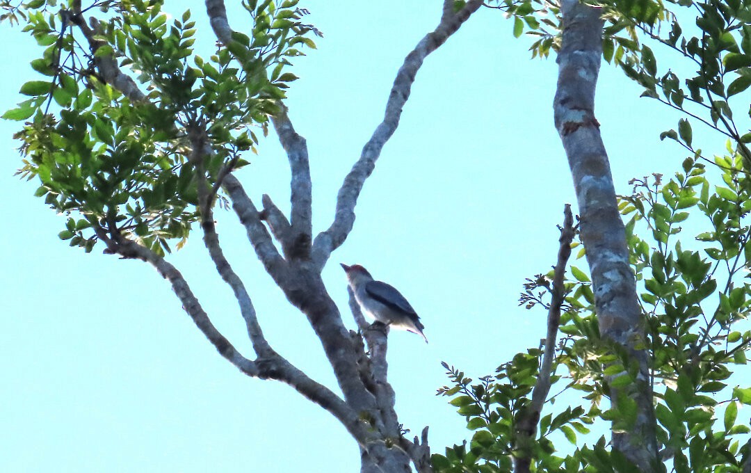 Masked Tityra - ML647822892