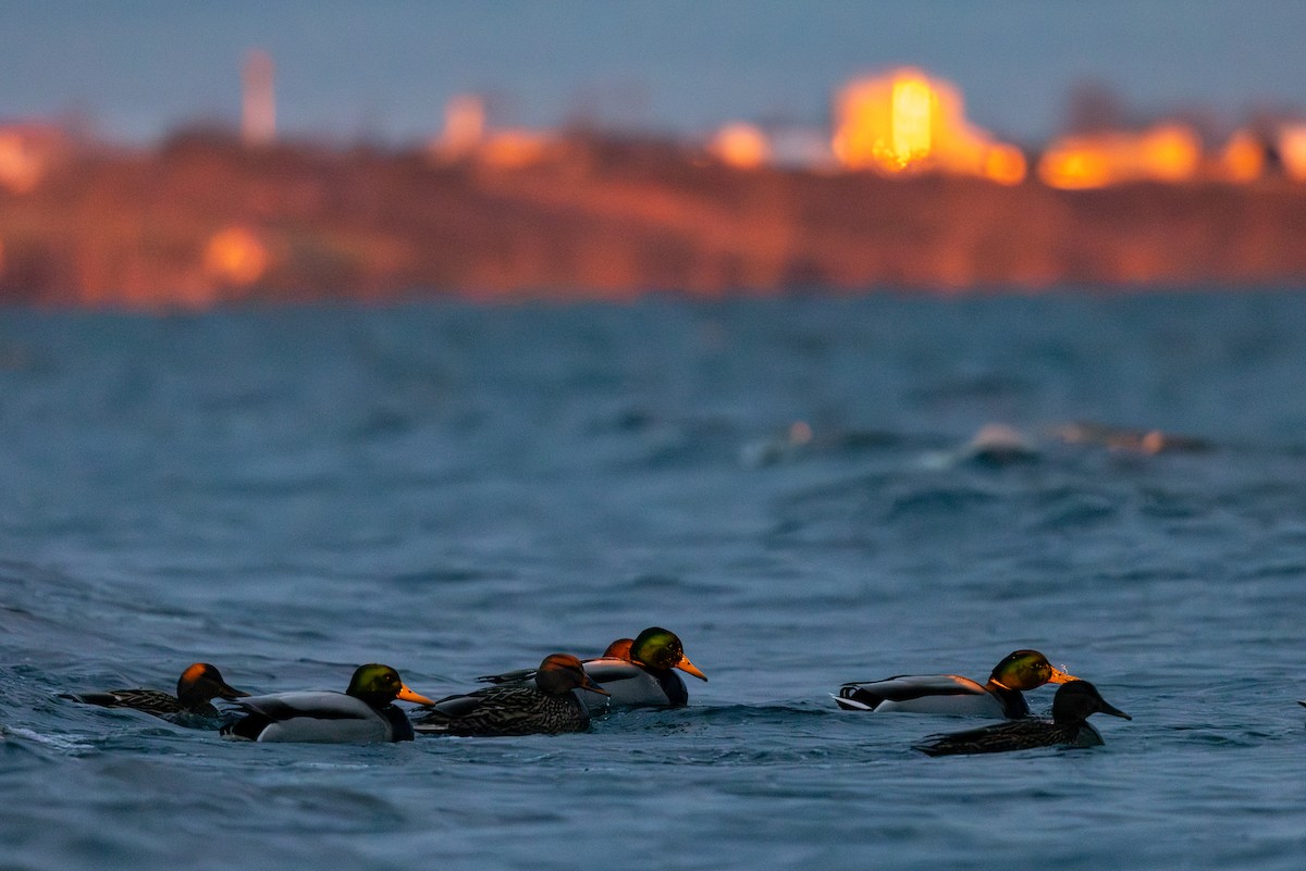 Mallard - ML647822893