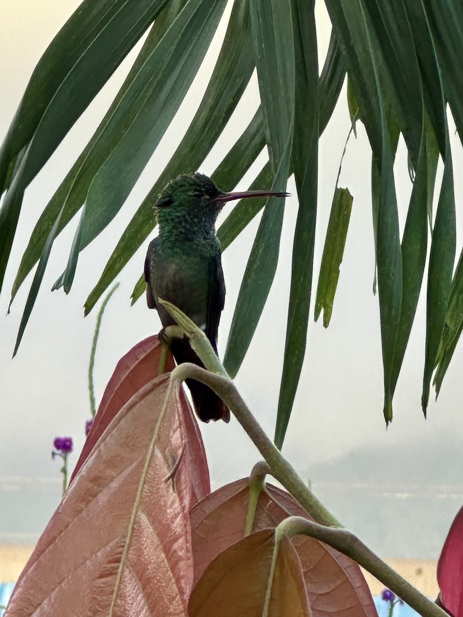 Rufous-tailed Hummingbird - ML647822895