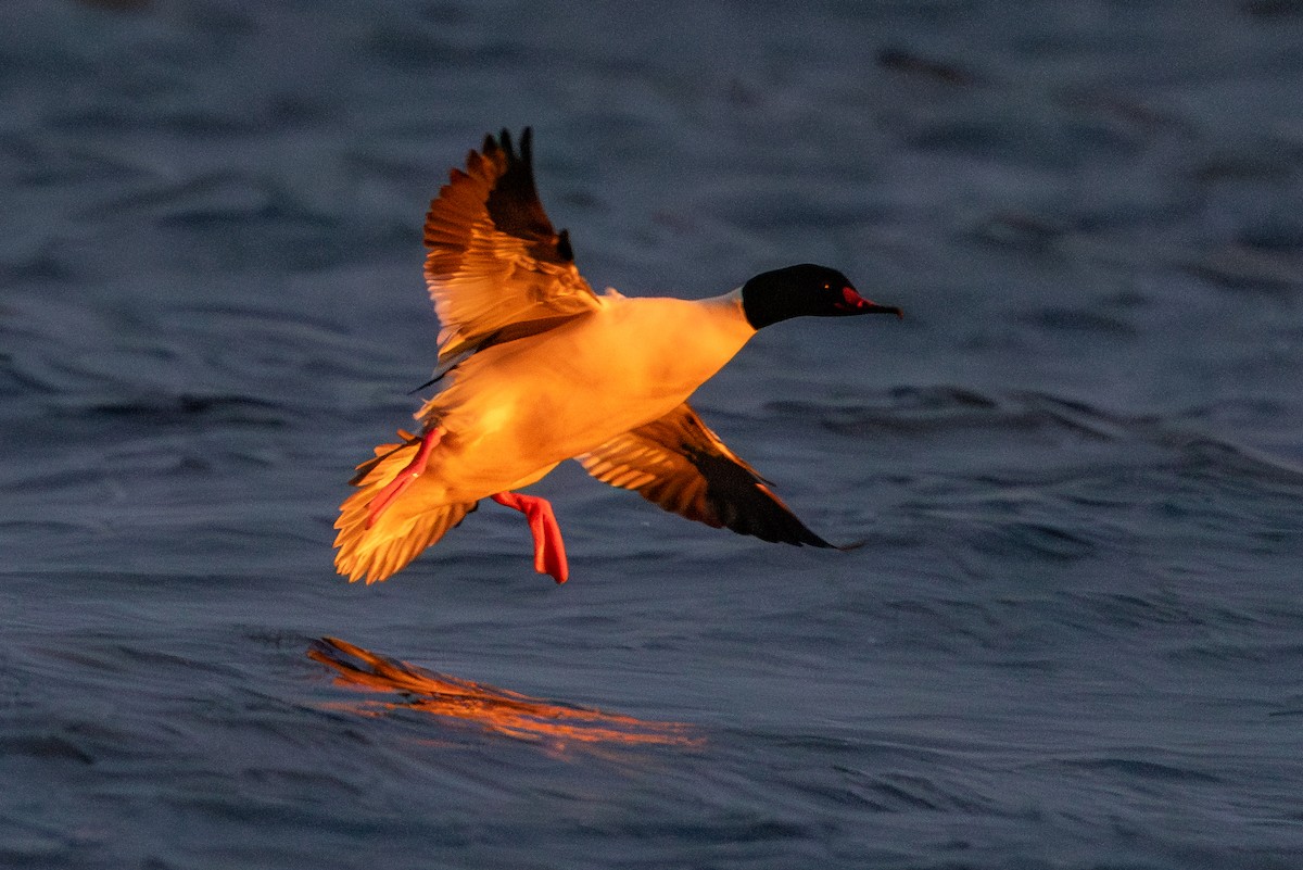 Common Merganser - ML647822902