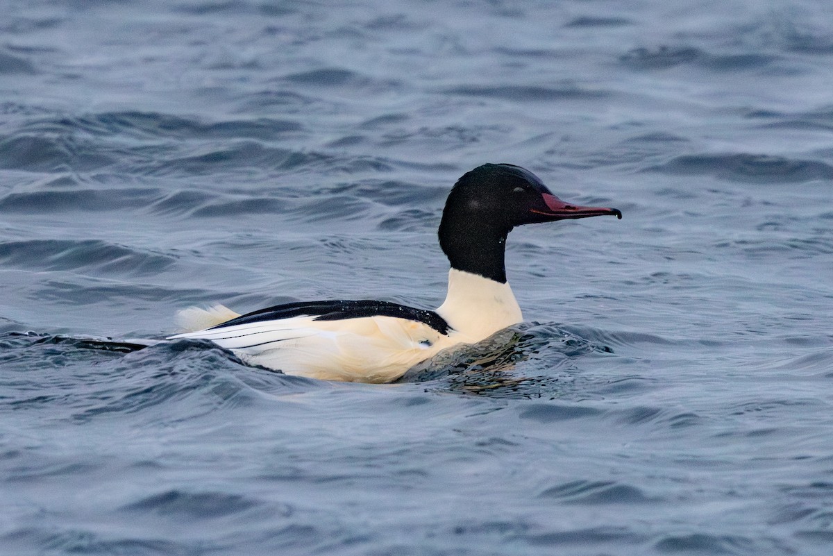 Common Merganser - ML647822903