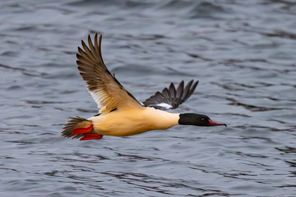Common Merganser - ML647822904