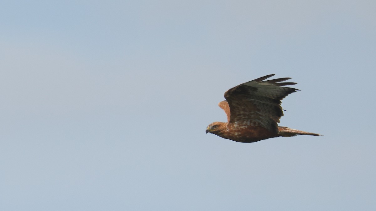 Long-legged Buzzard - ML647822905
