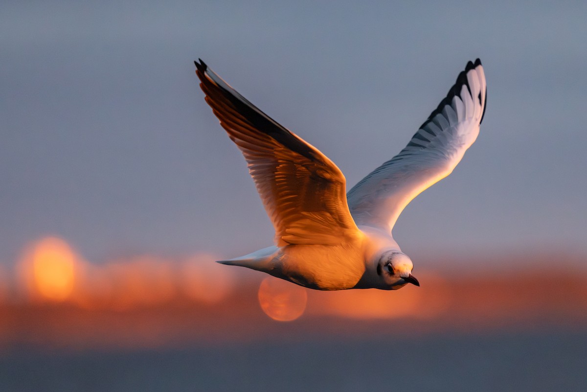 Black-headed Gull - ML647822906