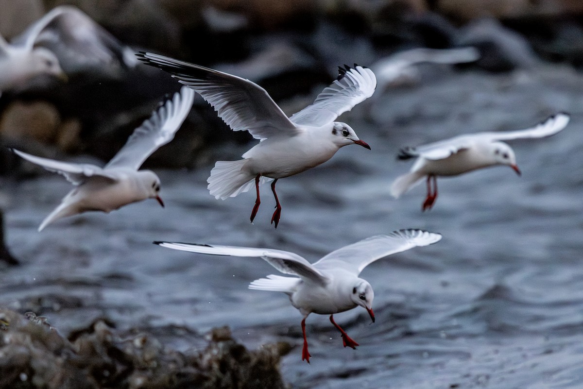 Black-headed Gull - ML647822907
