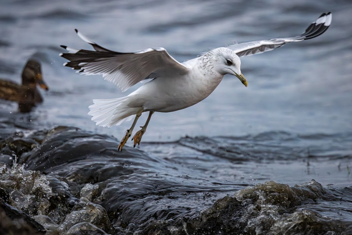 Common Gull - ML647822908