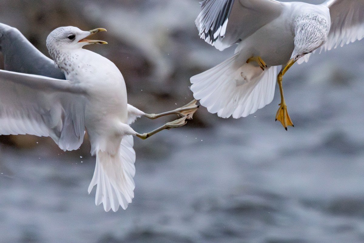 Common Gull - ML647822909