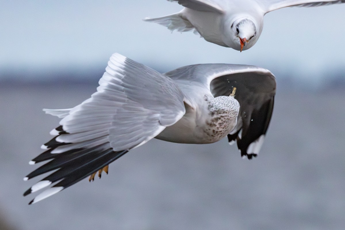 Common Gull - ML647822910