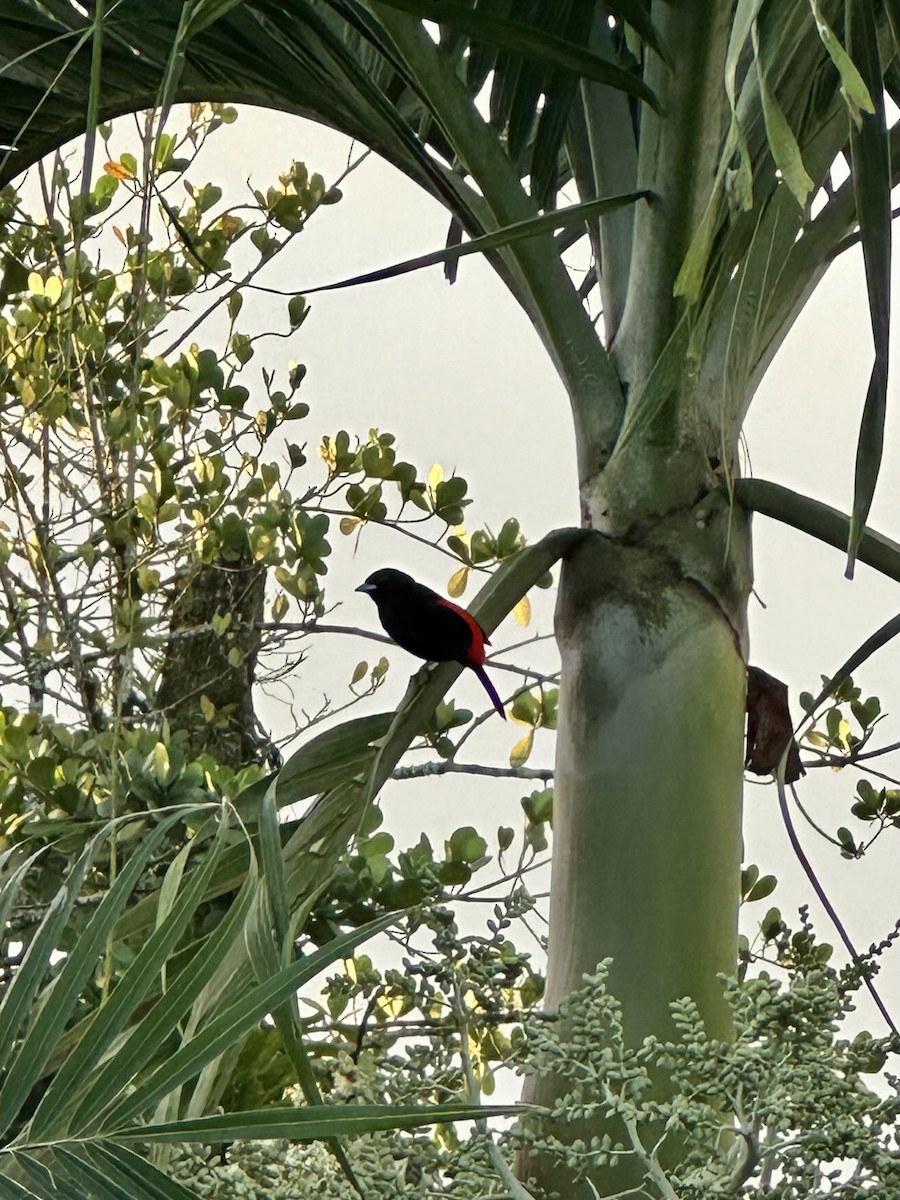 Scarlet-rumped Tanager - ML647822911