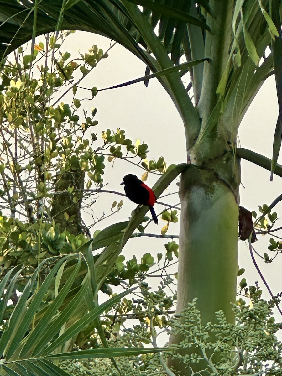 Scarlet-rumped Tanager - ML647822912