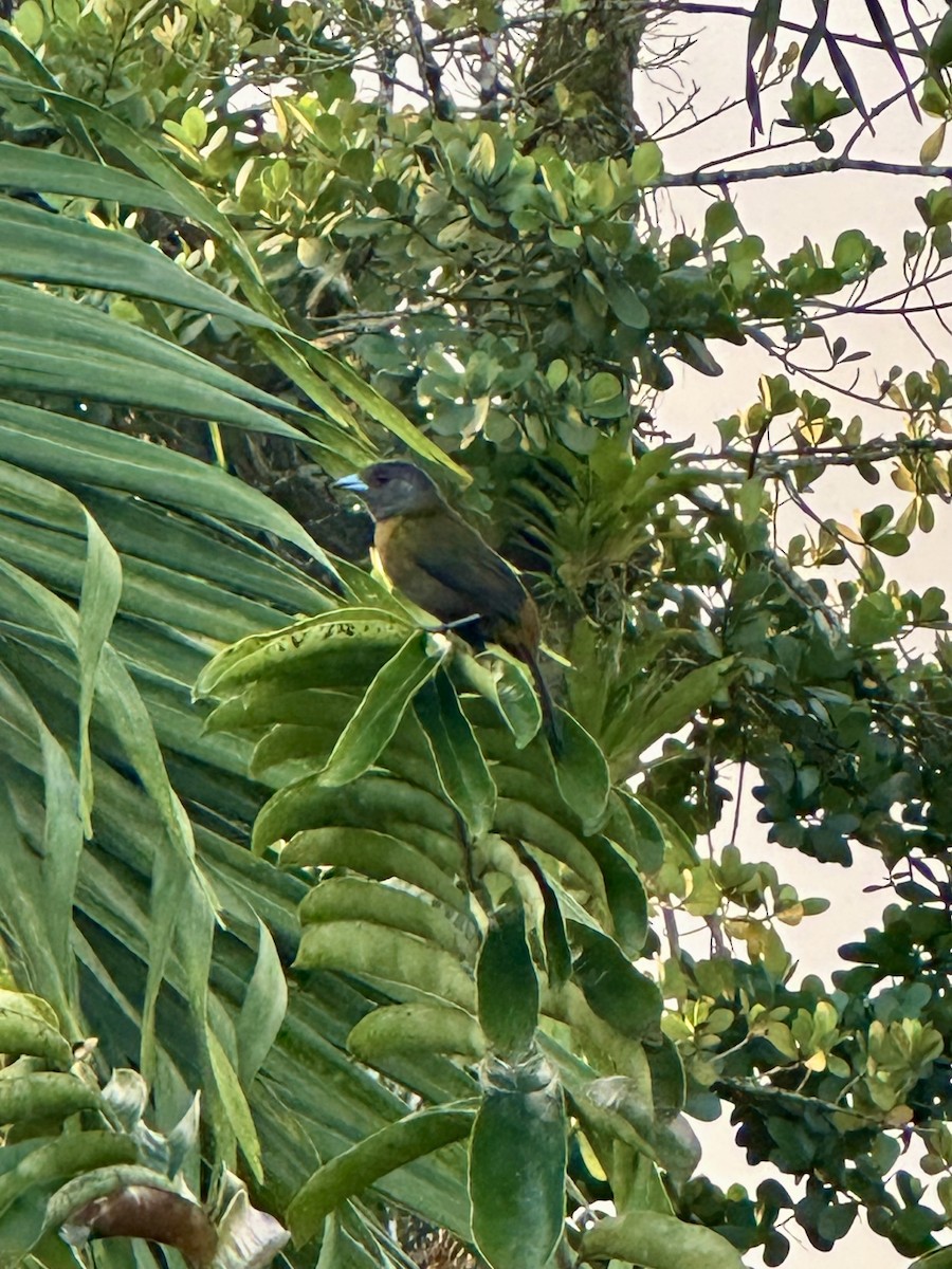 Scarlet-rumped Tanager - ML647822913