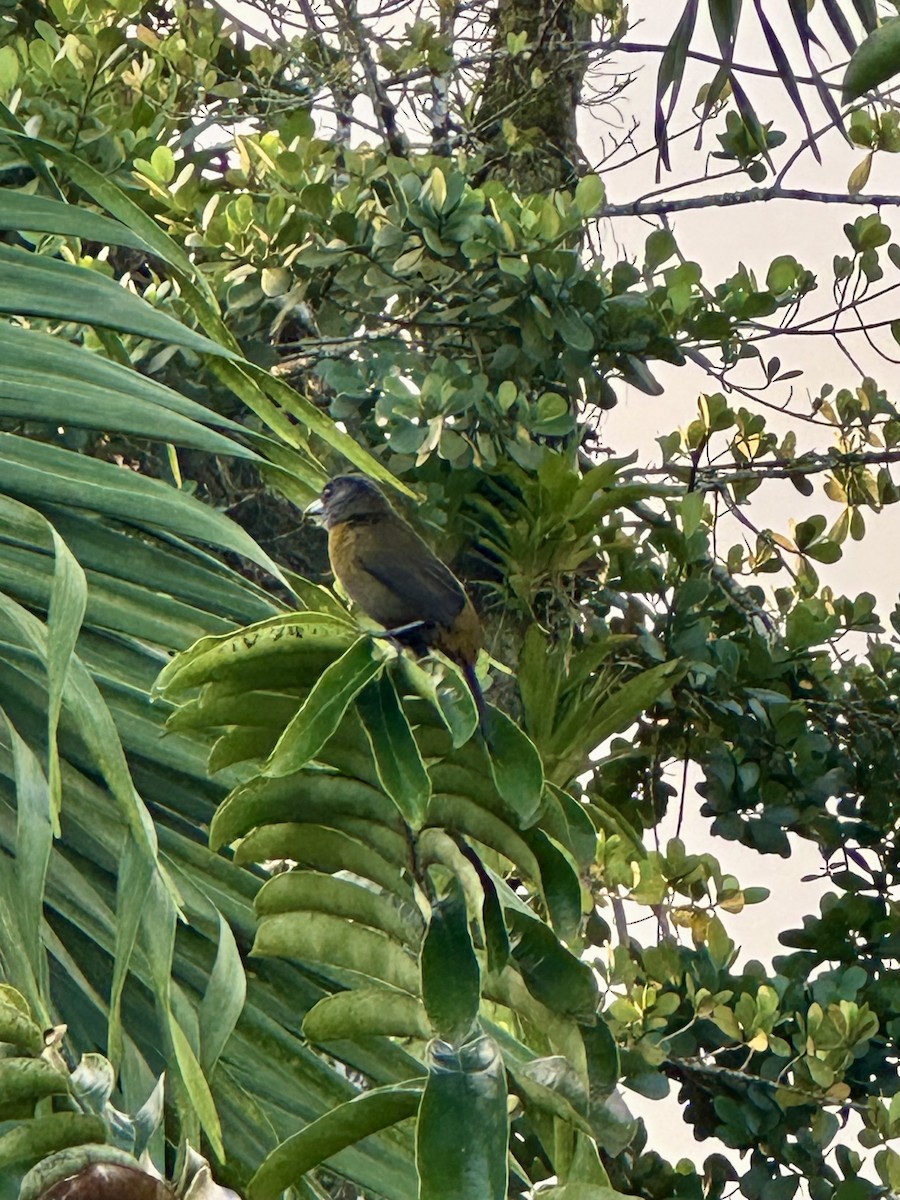 Scarlet-rumped Tanager - ML647822914