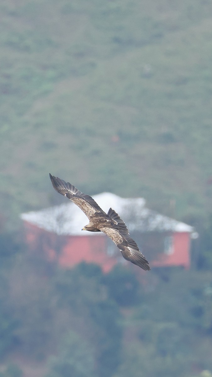 Lesser Spotted Eagle - ML647822915