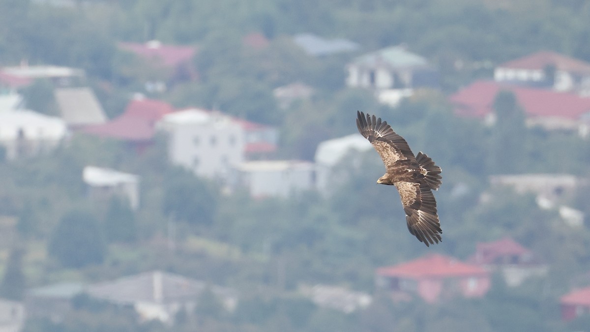 Lesser Spotted Eagle - ML647822916
