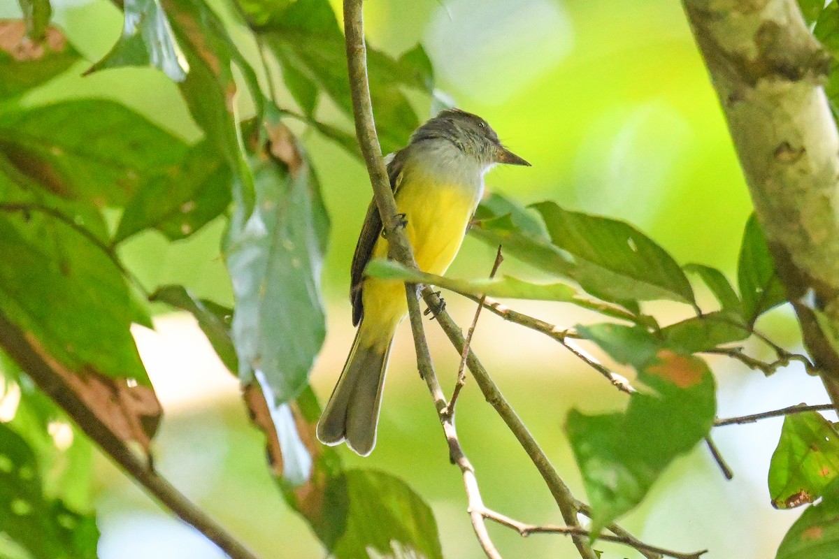 Dusky-capped Flycatcher - ML647822917