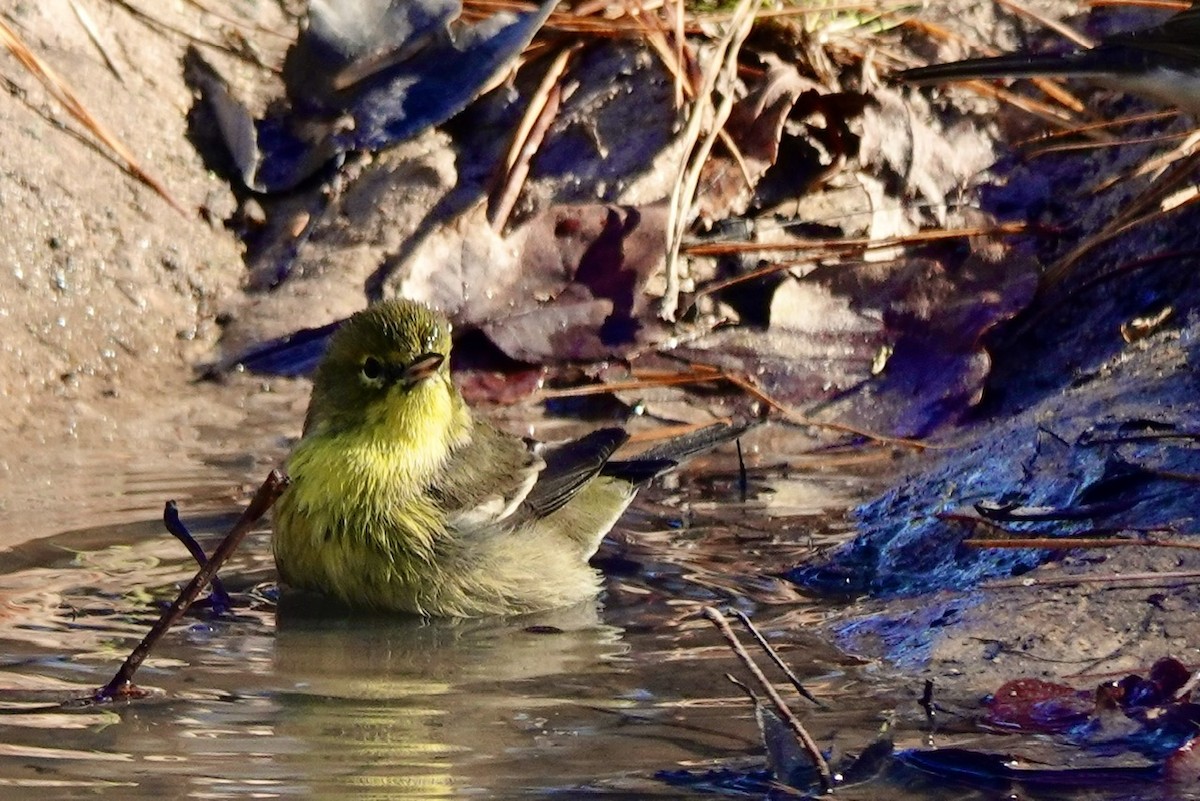 Pine Warbler - ML647822918