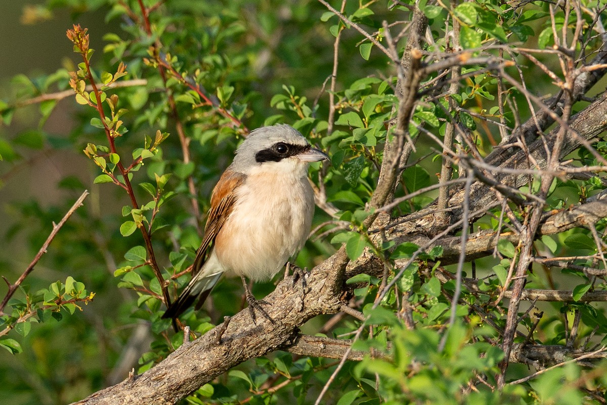 Red-backed Shrike - ML647822919