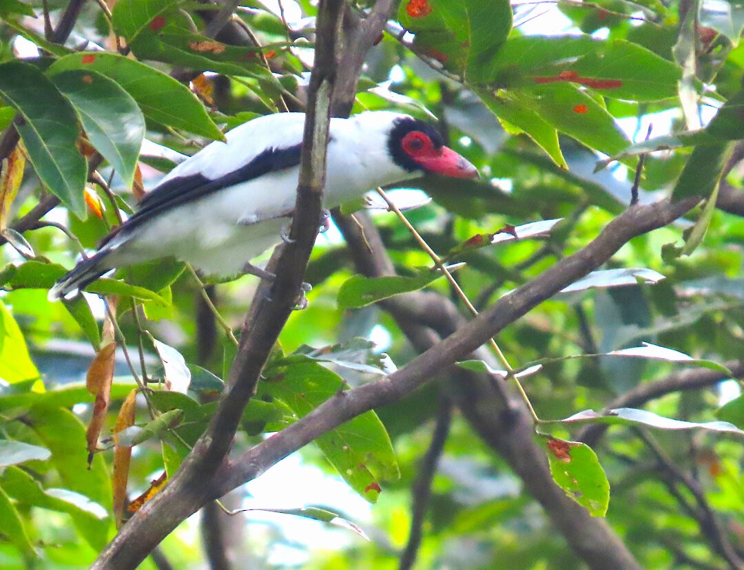 Masked Tityra - ML647822920