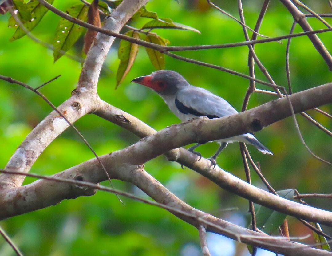 Masked Tityra - ML647822921