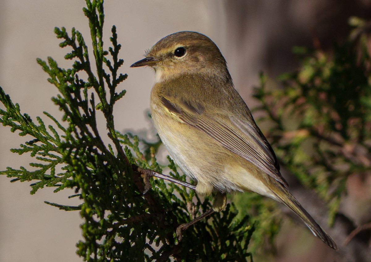 Common Chiffchaff - ML647822922