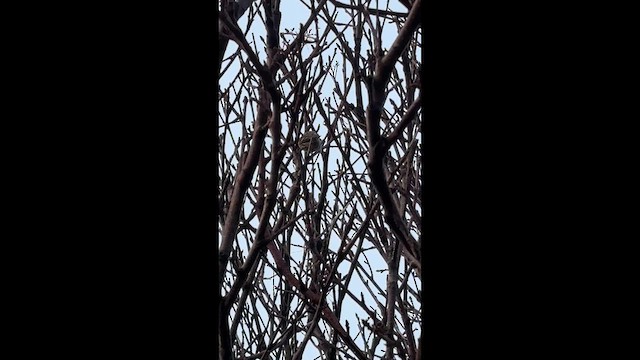 Чечітка звичайна - ML647822929