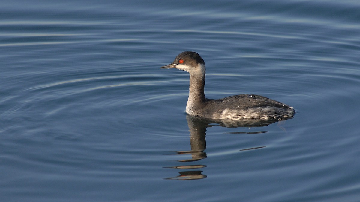 Grèbe à cou noir - ML647822931