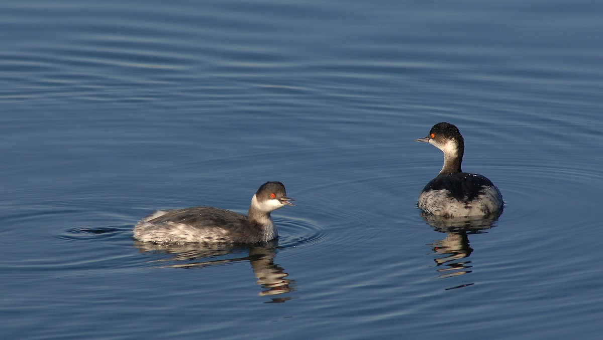 Grèbe à cou noir - ML647822932