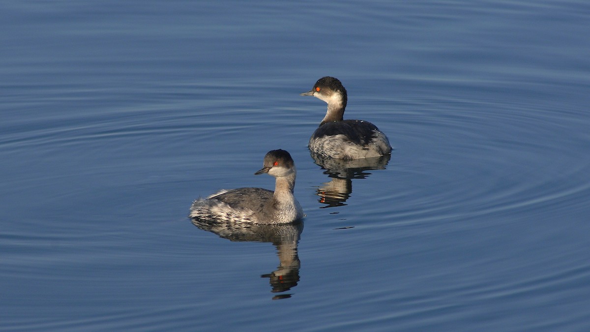 Grèbe à cou noir - ML647822933