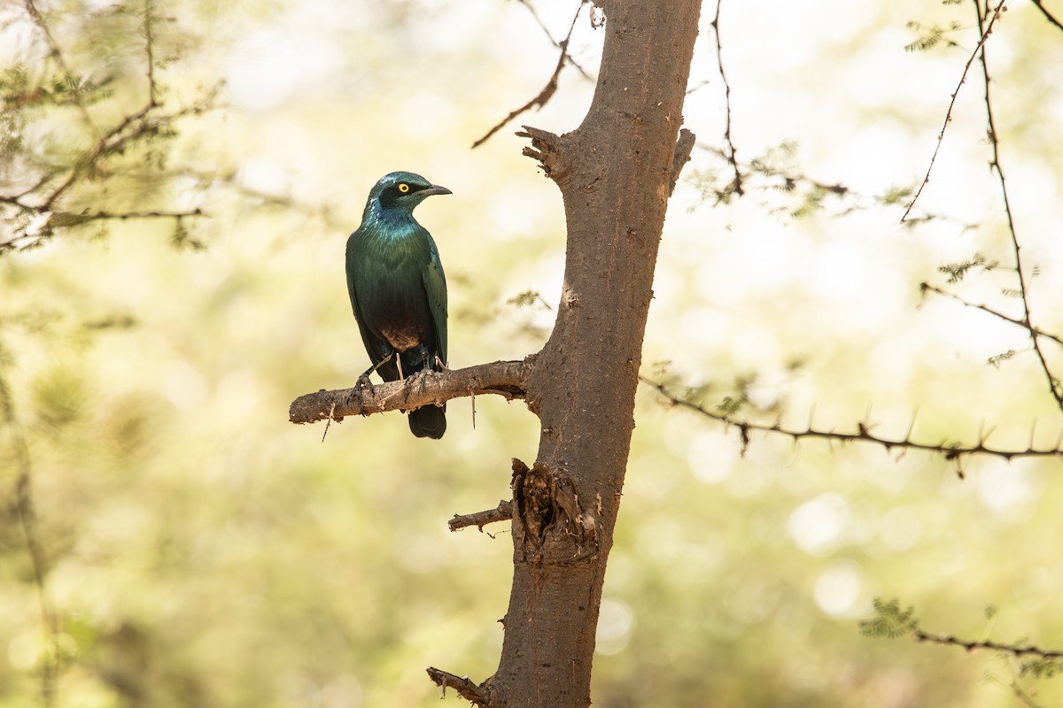 Greater Blue-eared Starling - ML647822938