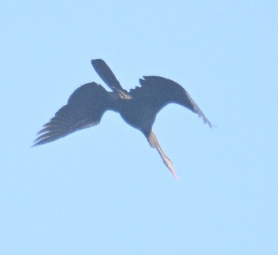 נחשון אסייתי - ML647822952